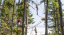Picture of Lodging Guest - Aerial Adventure Park